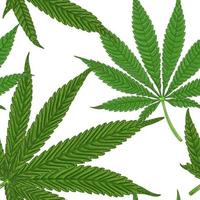 hojas de cannabis medicinal con patrones sin fisuras vector