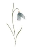 Watercolor trendy flower. Vector illustration for web, app and print. Elegant feminine shape floristic isolated snowdrop flower. Garden, botanical, minimalistic floral element.