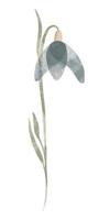 Watercolor trendy flower. Vector illustration for web, app and print. Elegant feminine shape floristic isolated snowdrop flower. Garden, botanical, minimalistic floral element.