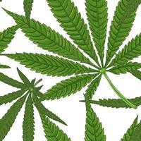 patrón de hoja de cannabis medicinal vector