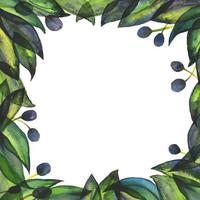 Olive square frame by hand drawn traced watercolor vector