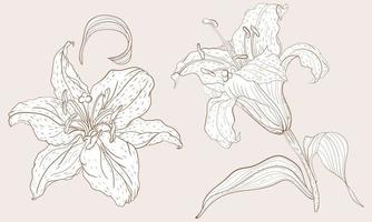Oriental Lily inflorescence and steam flower vector