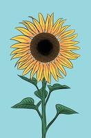 ilustración de girasol vector