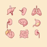 Human internal organs set. Anatomical lungs with heart muscle digestive system small intestine and stomach left right kidney pancreas with blood aorta medical biology flat vector reference.