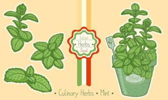 Food and culinary herb Mint vector