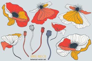 conjunto botánico floral de pradera de amapola vector