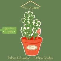 Thyme in a kitchen garden vector