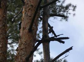 el pájaro carpintero golpea el árbol con su pico foto