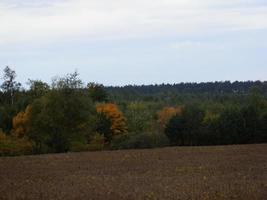 Autumn forest in foliage colors photo