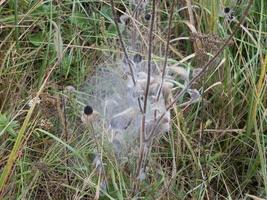 Dense web on the grass photo