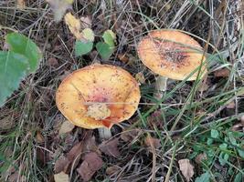 Mushrooms grown in the autumn forest photo