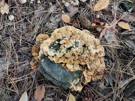 hongos cultivados en el bosque de otoño foto