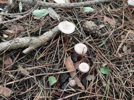 Mushrooms grown in the autumn forest photo