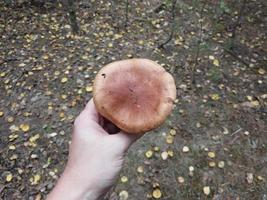 hongos cultivados en el bosque de otoño foto