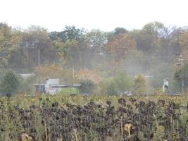 KYIV OBLAST, UKRAINE - OCTOBER 02, 2022 Combine harvester mows and harvests photo