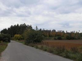 Autumn forest in foliage colors photo