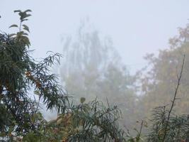 Autumn morning mist in the village photo