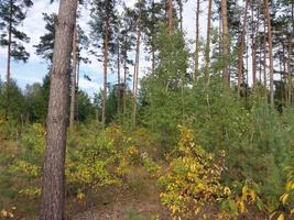 Autumn forest in foliage colors photo