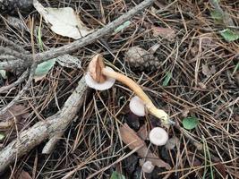 hongos cultivados en el bosque de otoño foto