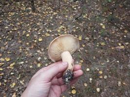 Mushrooms grown in the autumn forest photo