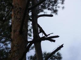 el pájaro carpintero golpea el árbol con su pico foto