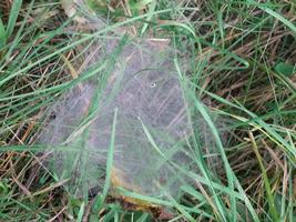 Dense web on the grass photo