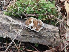 Mushrooms grown in the autumn forest photo