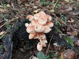Mushrooms grown in the autumn forest photo