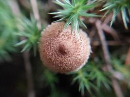 Mushrooms grown in the autumn forest photo