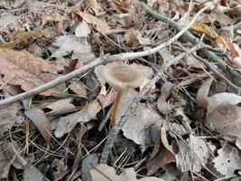 hongos cultivados en el bosque de otoño foto