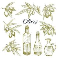 Olives, olive oil bottles pitchers vector sketch