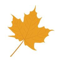 Autumn maple leaf isolated on a white background vector