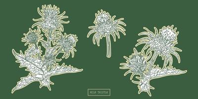 Pharmacy milk thistle herb line art vector