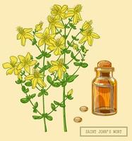 Saint Johns wort blooming full plant vector