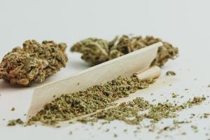 Marijuana buds on white background, close up. photo