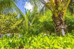 Tropical natural palm tree coconuts blue sky in Mexico. photo