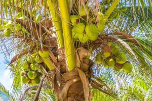 Tropical natural palm tree coconuts blue sky in Mexico. photo