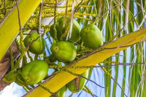 Tropical natural palm tree coconuts blue sky in Mexico. photo