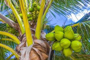 Tropical natural palm tree coconuts blue sky in Mexico. photo