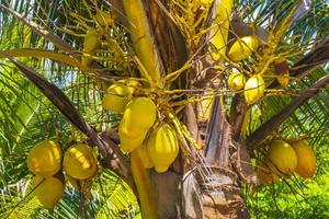 palmeras naturales tropicales cocos cielo azul en méxico. foto