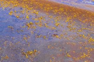 Very disgusting beach water with red seaweed sargazo Caribbean Mexico. photo