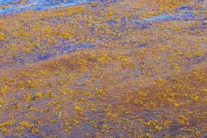 Very disgusting beach water with red seaweed sargazo Caribbean Mexico. photo