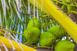 palmeras naturales tropicales cocos cielo azul en méxico. foto