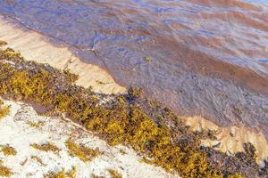 Agua de playa muy asquerosa con alga roja sargazo caribe mexico. foto