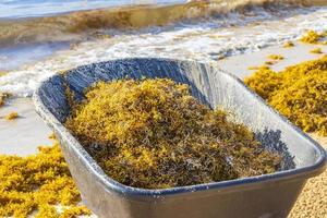 Wheelbarrow and disgusting seaweed sargazo beach Playa del Carmen Mexico. photo