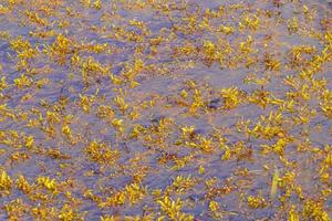 Very disgusting beach water with red seaweed sargazo Caribbean Mexico. photo