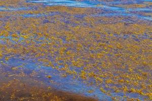 Very disgusting beach water with red seaweed sargazo Caribbean Mexico. photo