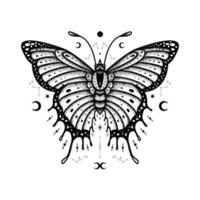 Butterfly Vector Illustration