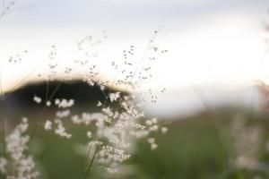 Soft pink flowers grass bokeh blossoms in the meadow with the orange sunset in the evening. And blur there is a hill in the back. photo