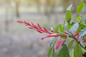 Red flower of Bitterwood or Quassia is Thai herb. The properties of the root is to help fever and aid digestion. photo